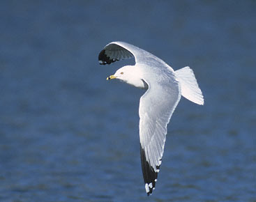 Ring-billed Gull (Larus delawarensis) photo image