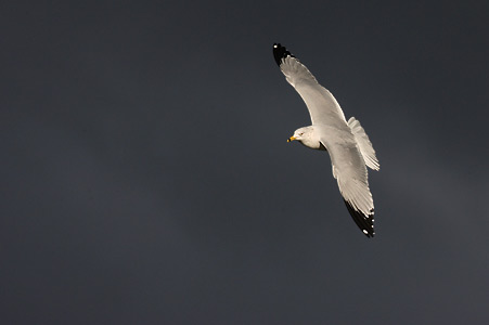 Ring-billed Gull (Larus delawarensis) photo image