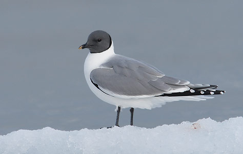 Sabine's Gull (Xema sabini) photo image