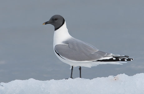 Sabine's Gull (Xema sabini) photo