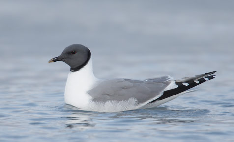 Sabine's Gull (Xema sabini) photo
