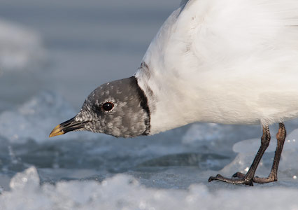 Sabine's Gull (Xema sabini) photo image