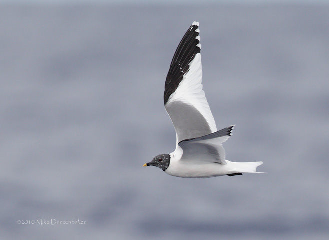 Sabine's Gull (Xema sabini) photo image