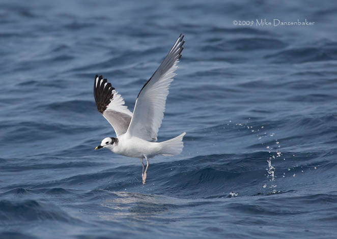 Sabine's Gull (Xema sabini) photo image
