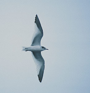 Sabine's Gull (Xema sabini) photo image
