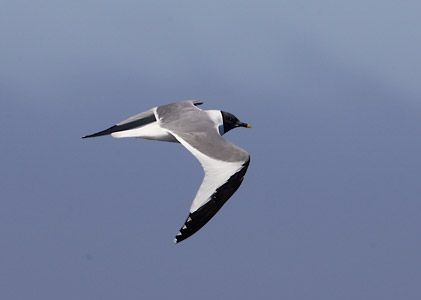 Sabine's Gull (Xema sabini) photo image