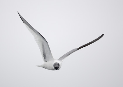 Sabine's Gull (Xema sabini) photo image