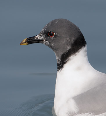 Sabine's Gull (Xema sabini) photo image