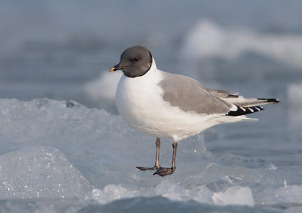 Sabine's Gull (Xema sabini) photo image