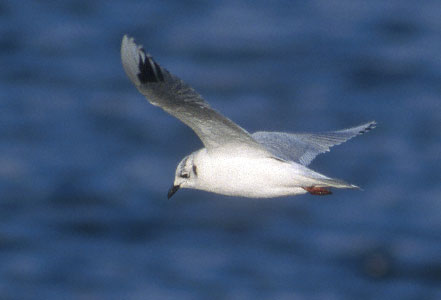 Saunders's Gull (Chroicocephalus saundersi) photo image