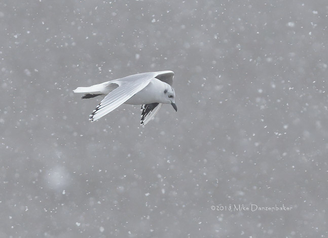Saunders's Gull (Chroicocephalus saundersi) photo