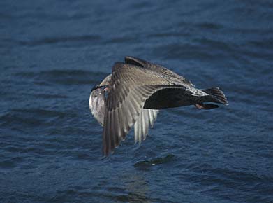 Slaty-backed Gull (Larus schistisagus) photo image