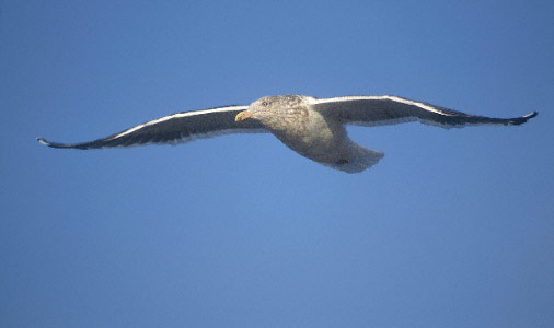 Slaty-backed Gull (Larus schistisagus) photo image