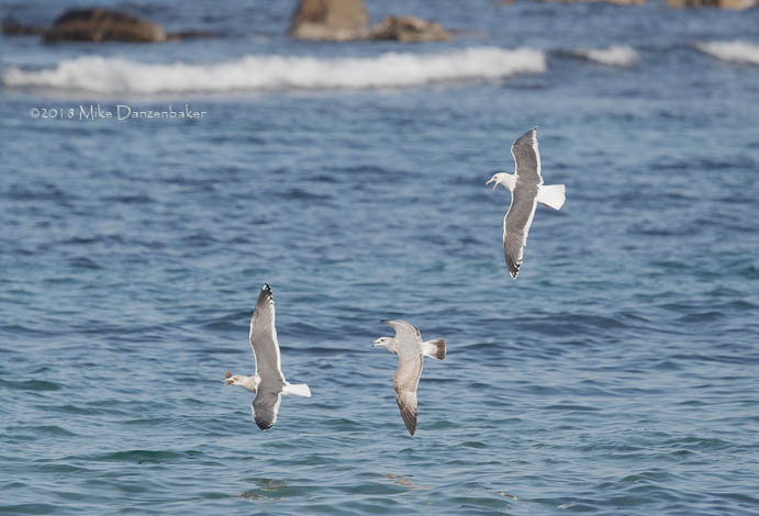 Slaty-backed Gull (Larus schistisagus) photo image