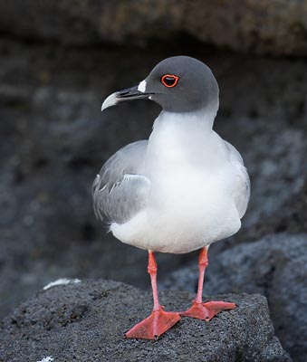 Swallow-tailed Gull (Creagrus furcatus) photo image