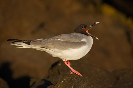 Swallow-tailed Gull (Creagrus furcatus) photo image