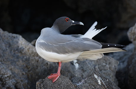 Swallow-tailed Gull (Creagrus furcatus) photo image