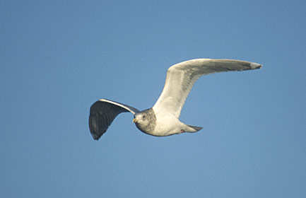 Thayer's Gull (Larus thayeri) photo image