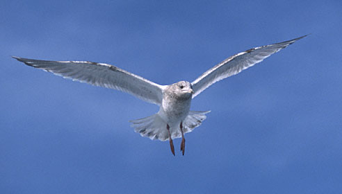 Thayer's Gull (Larus thayeri) photo image