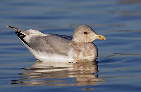 Thayer's Gull (Larus thayeri) photo image