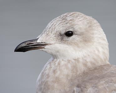 Thayer's Gull (Larus thayeri) photo image