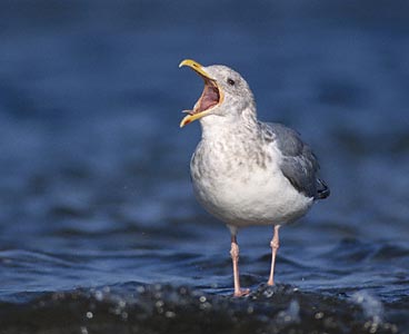 Vega Gull (Larus vegae) photo image