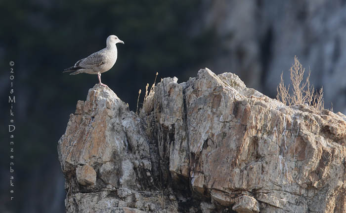 Vega Gull (Larus vegae) photo image