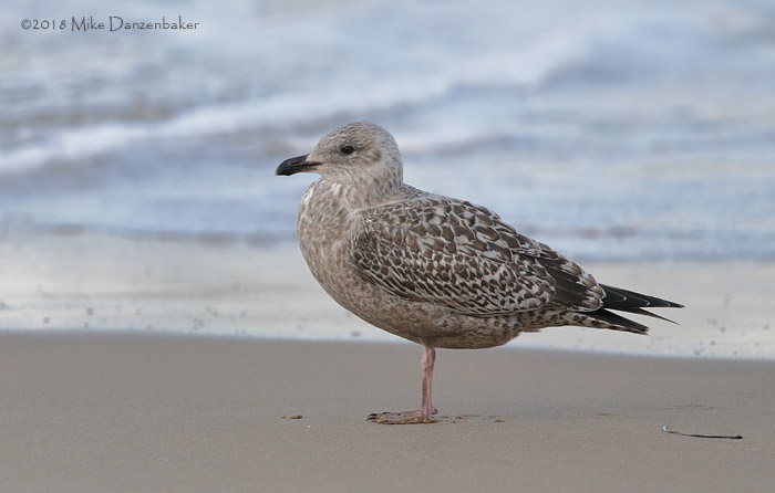 Vega Gull (Larus vegae) photo image