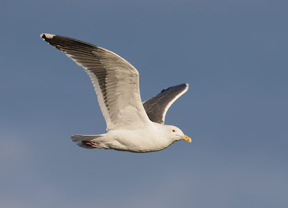 Western Gull (Larus occidentalis) photo image
