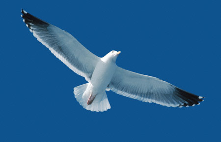 Western Gull (Larus occidentalis) photo image