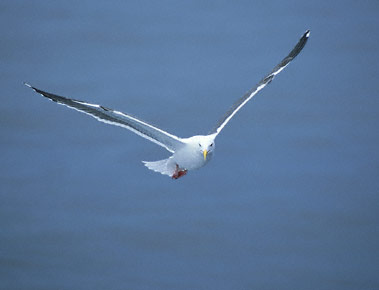 Western Gull (Larus occidentalis) photo image