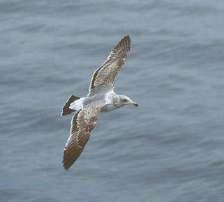 Western Gull (Larus occidentalis) photo image
