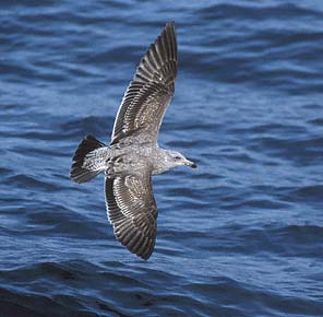 Western Gull (Larus occidentalis) photo image