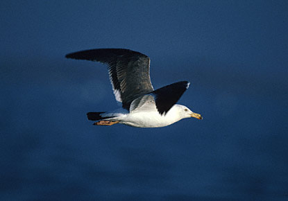 Yellow-footed Gull (Larus livens) photo image