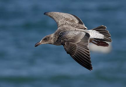 Yellow-footed Gull (Larus livens) photo image