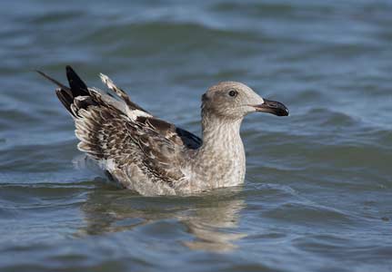Yellow-footed Gull (Larus livens) photo image