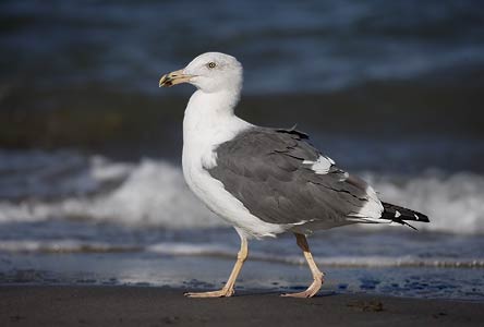 Yellow-footed Gull (Larus livens) photo image