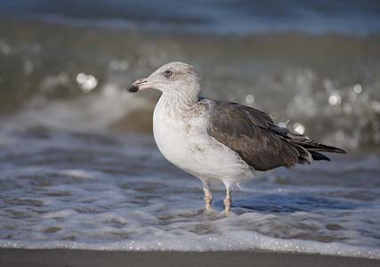 Yellow-footed Gull (Larus livens) photo image