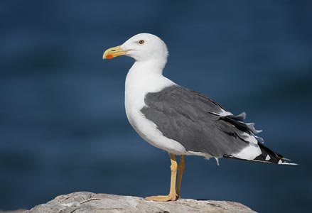 Yellow-footed Gull (Larus livens) photo image