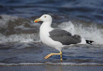 Yellow-footed Gull (Larus livens) photo image
