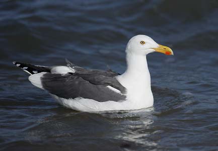 Yellow-footed Gull (Larus livens) photo image