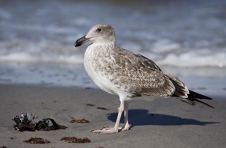 Yellow-footed Gull (Larus livens) photo image