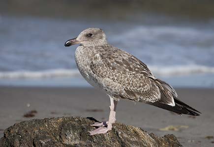 Yellow-footed Gull (Larus livens) photo image