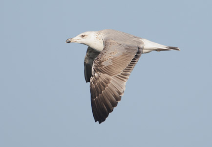 Yellow-legged Gull (Larus michahellis) photo image