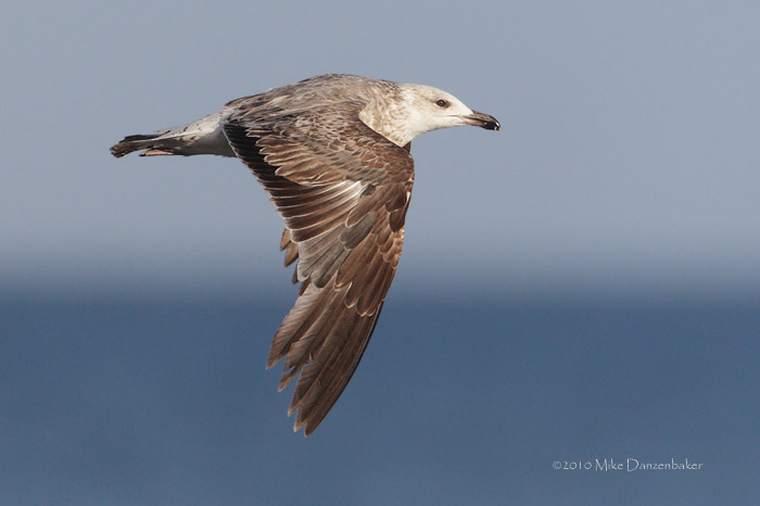 Yellow-legged Gull (Larus michahellis) photo image