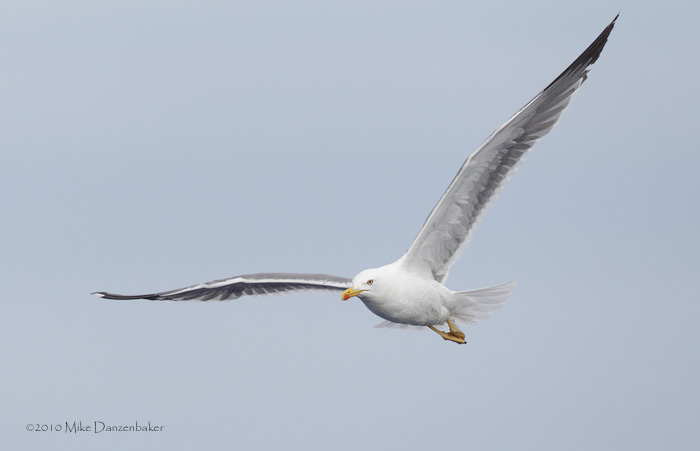 Yellow-legged Gull (Larus michahellis) photo image