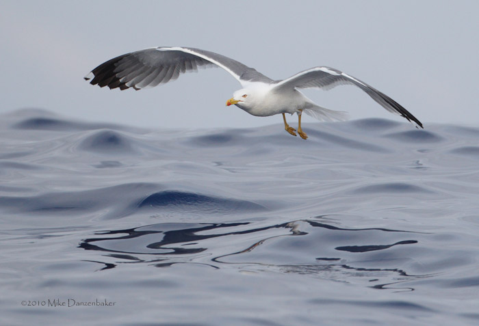 Yellow-legged Gull (Larus michahellis) photo image