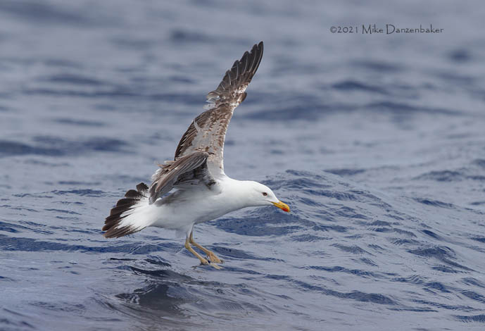 Yellow-legged Gull (Larus michahellis) photo