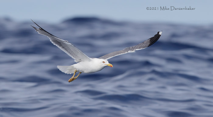 Yellow-legged Gull (Larus michahellis) photo