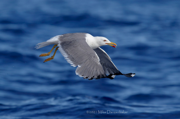 Yellow-legged Gull (Larus michahellis) photo